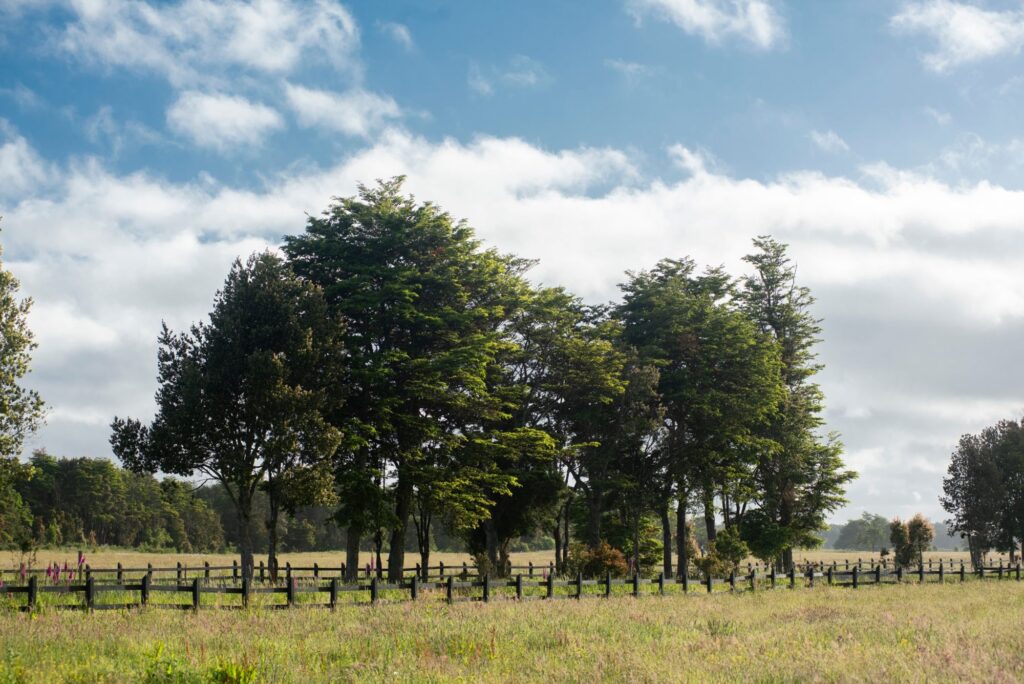 Campito en el Sur, foto 6