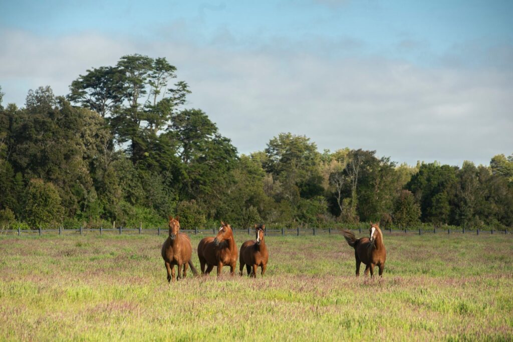 Campito en el Sur, foto 8